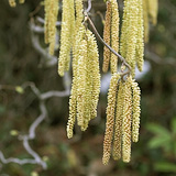 Allergie gegen Gräserpollen